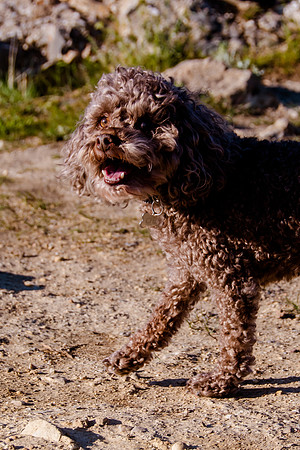 Chip at Ensign Peak-1706