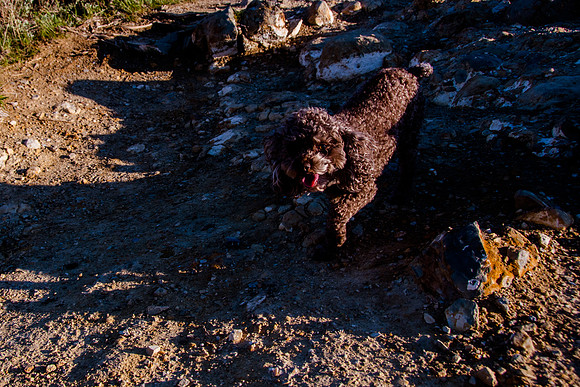Chip at Ensign Peak-1779