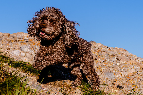 Chip at Ensign Peak-1920