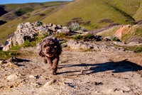 Chip at Ensign Peak-1765