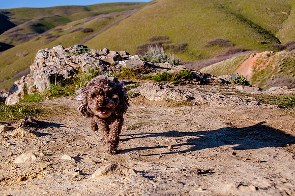 Chip at Ensign Peak-1765