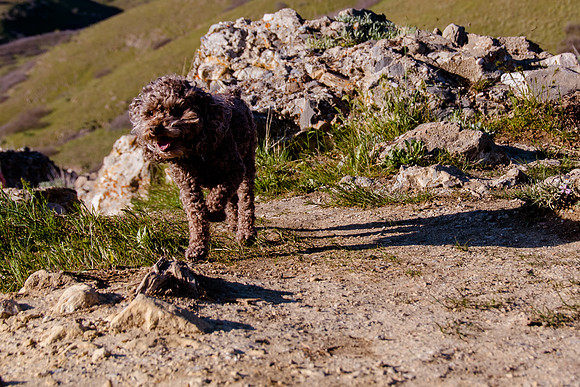 Chip at Ensign Peak-1743