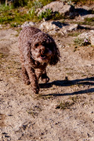 Chip at Ensign Peak-1702