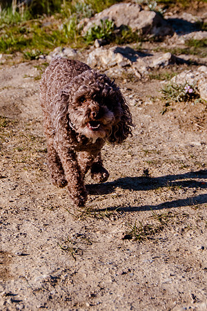 Chip at Ensign Peak-1702