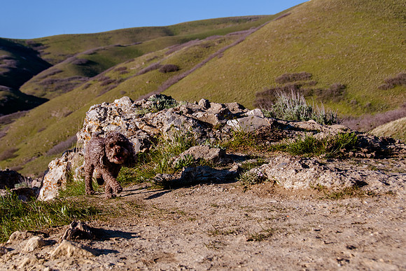 Chip at Ensign Peak-1758
