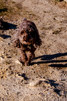 Chip at Ensign Peak-1696