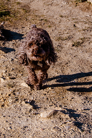 Chip at Ensign Peak-1696