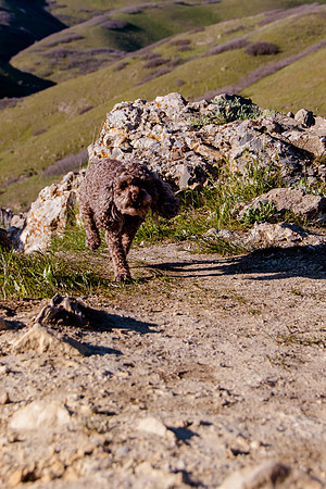 Chip at Ensign Peak-1722