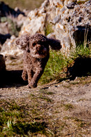 Chip at Ensign Peak-1700
