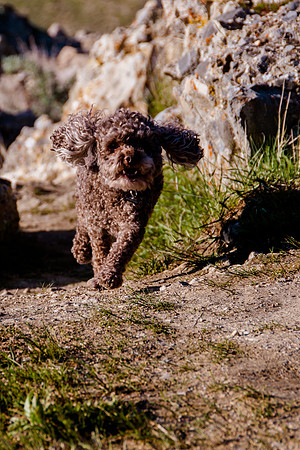 Chip at Ensign Peak-1700