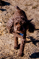 Chip at Ensign Peak-1697