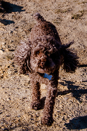 Chip at Ensign Peak-1697