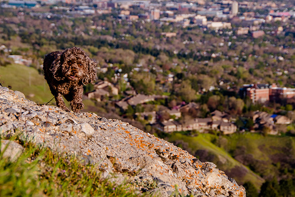 Chip at Ensign Peak-1922