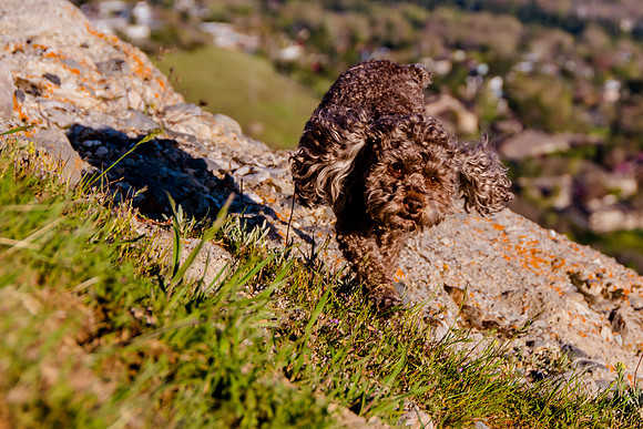 Chip at Ensign Peak-1926