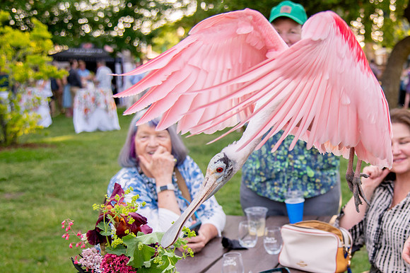 Ready to Hatch – Tracy Aviary’s Signature Spring Fundraise5977