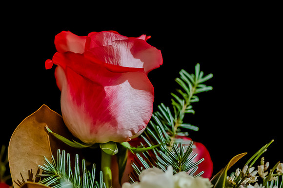 2018 Strayer University Holiday Party at Pierpont Place _DSC6389