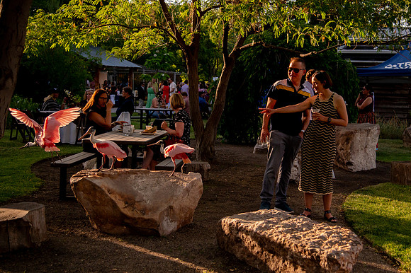 Ready to Hatch – Tracy Aviary’s Signature Spring Fundraise6065