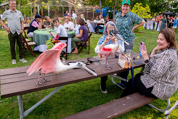 Ready to Hatch – Tracy Aviary’s Signature Spring Fundraise5915