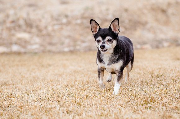pets (154 of 271)
