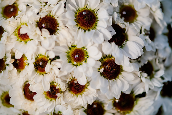 Wedding at Pierpont Place _DSC3356