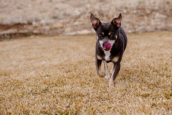 pets (234 of 271)