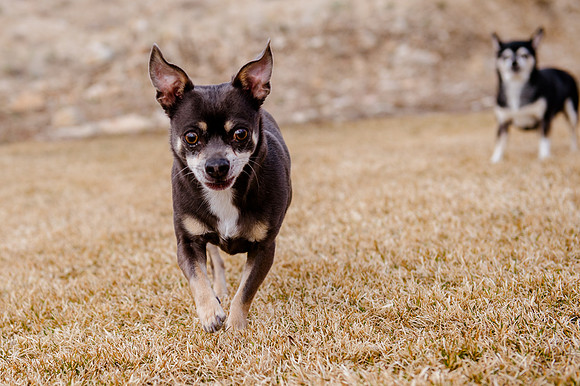 pets (235 of 271)