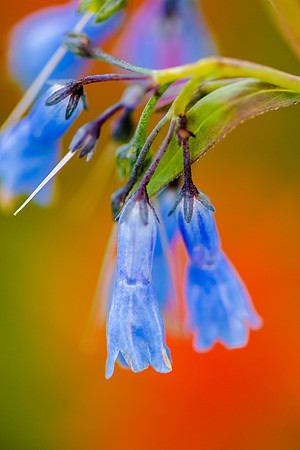 Warm and cool, complimentary colors