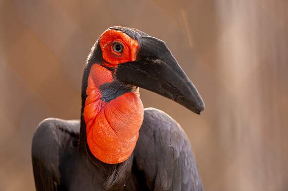 Ready to Hatch – Tracy Aviary’s Signature Spring Fundraise5592