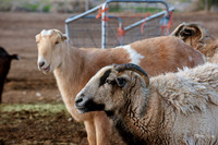 Ching Farm-3