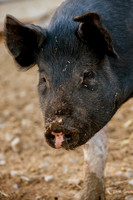 Ching Farm-6