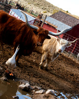 Ching Farm-9