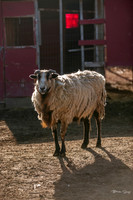 Ching Farm-19