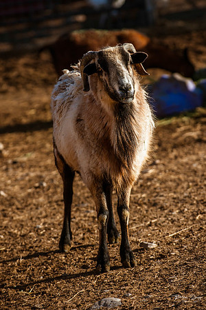 Ching Farm-28