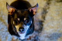 pets (46 of 271)