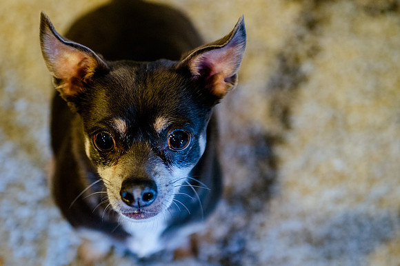 pets (46 of 271)