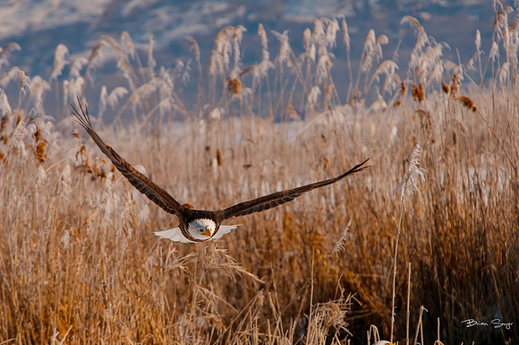 photographer Brian Smyer-5-3