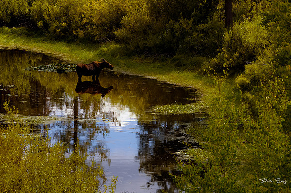 photographer Brian Smyer-1