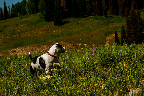 4th of July camping-9683