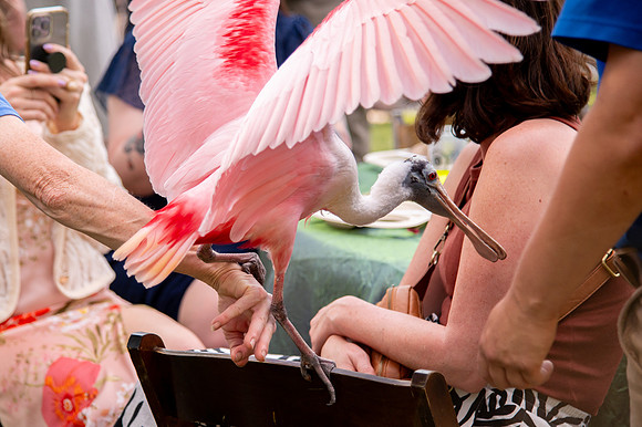 Ready to Hatch – Tracy Aviary’s Signature Spring Fundraise5848