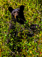 photographer Brian Smyer-7