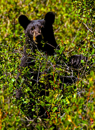 photographer Brian Smyer-7