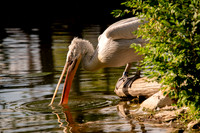 Ready to Hatch – Tracy Aviary’s Signature Spring Fundraise5364