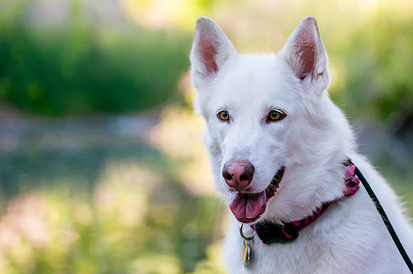 Dutcher-7982