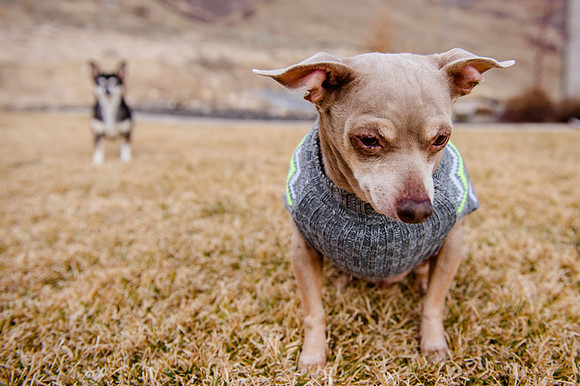 pets (244 of 271)