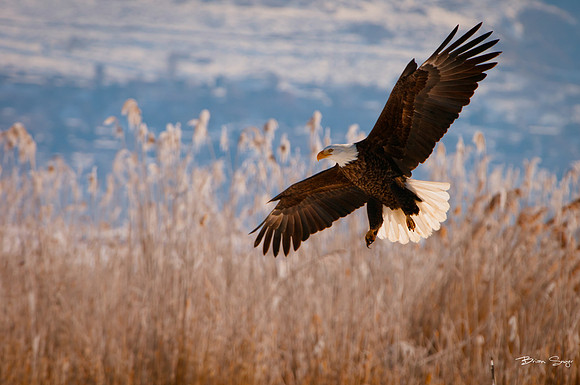 photographer Brian Smyer-4-3