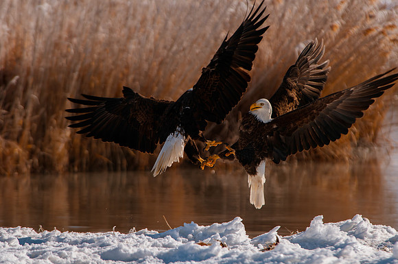 photographer Brian Smyer-10