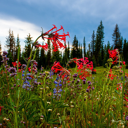 4th of July camping-2083