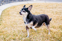 pets (57 of 271)