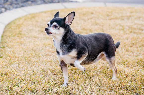 pets (57 of 271)