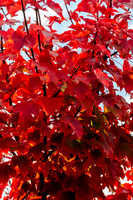Back Yard Light-9829
